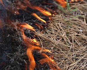 Fire on the ground near Camp Sherman, OR, during a TREX training for controlled burning