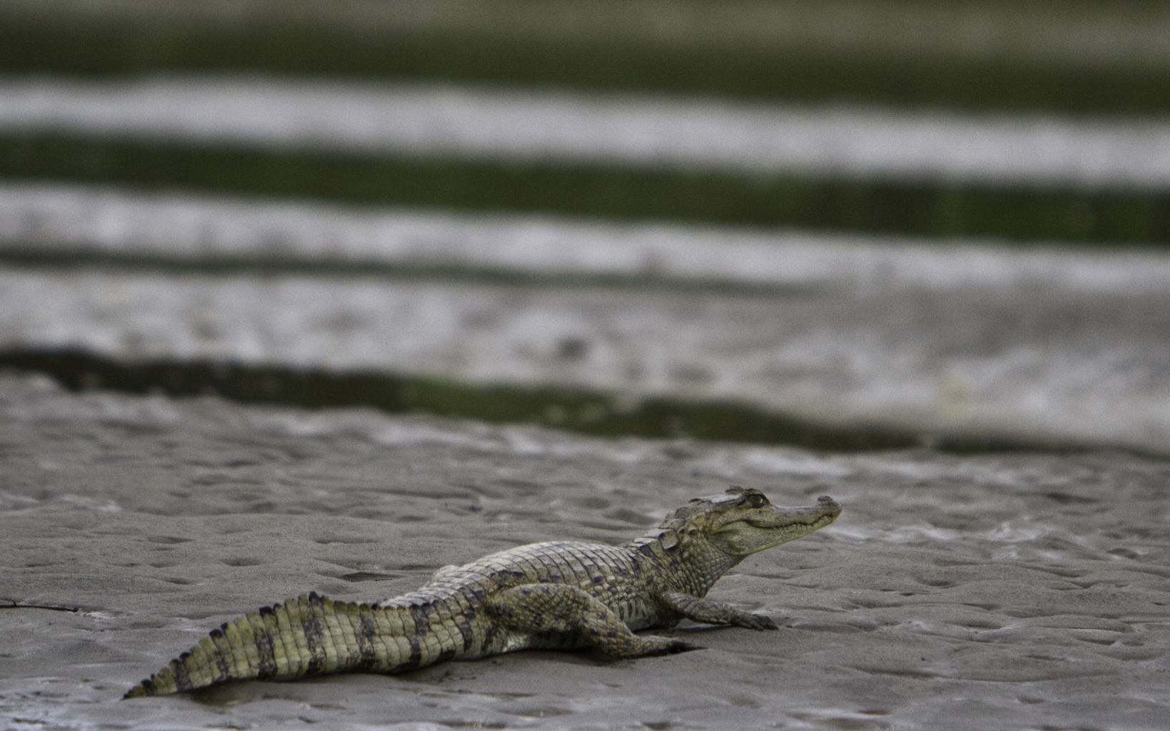 Un cocodrilo del Orinoco, especie amenazada, Crocodylus intermedius, visto en el río Cravo Sur. 