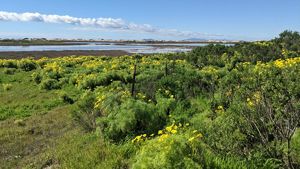 Ormond Beach Wetlands with dunes covered in yellow flowers. 
