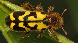 A black and yellow colored ornate checkered beetle crawls across a green leaf. 