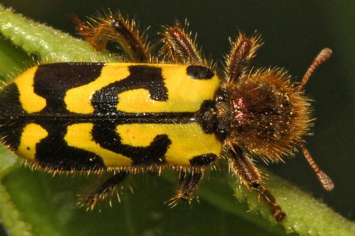 A black and yellow colored ornate checkered beetle crawls across a green leaf.