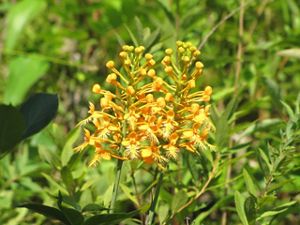 Orange-fringed orchids in bloom. 