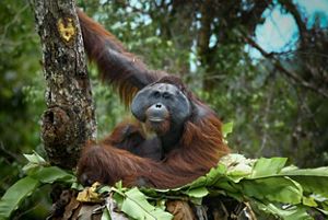 A large orangutan holding onto a tree.