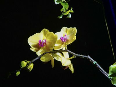 Flor de orquídea