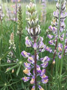 Kincaid's lupine wildflower at Willow Creek in Oregon