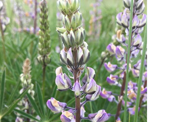 Kincaid's lupine wildflower at Willow Creek in Oregon