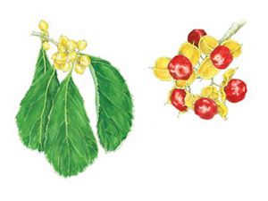 Two illustrations, large oval leaves with jagged edges hang beneath clusters of yellow berry pods and pods split open into three sections to reveal bright red berries.