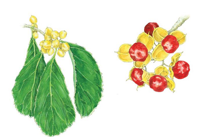 Oriental bittersweet leaves and fruit illustration.