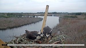 Two osprey on a nest are looking at their eggs.