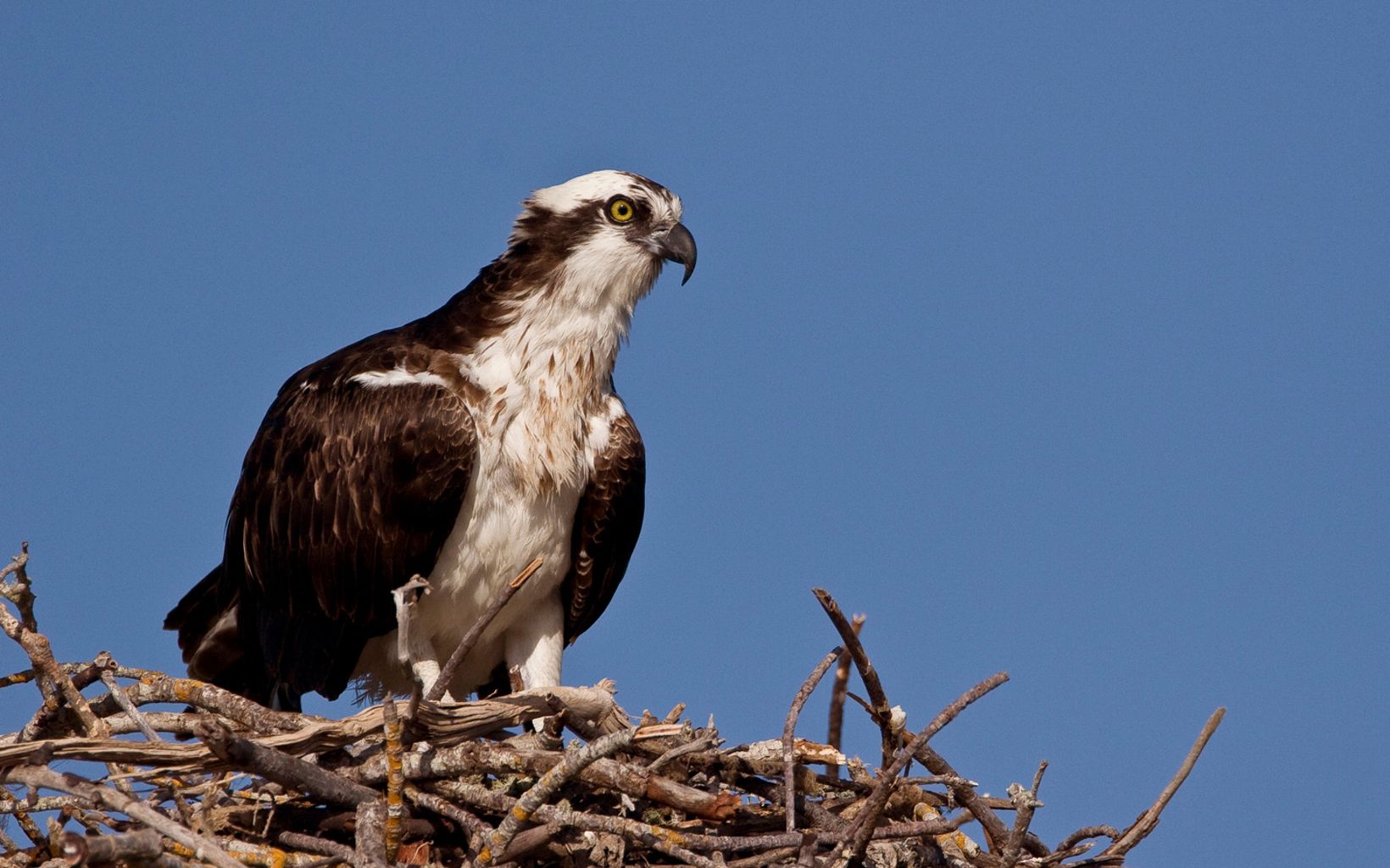 
                
                  Osprey at Dangermond Preserve An osprey sits atop its nest at the Jack and Laura Dangermond Preserve.
                  © Kent Mason
                
              