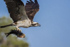 An osprey is flying while holding a fish.