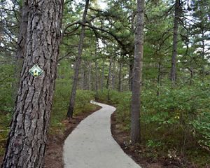 A path meanders through dense woods.