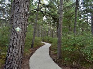 A path meanders through dense woods.