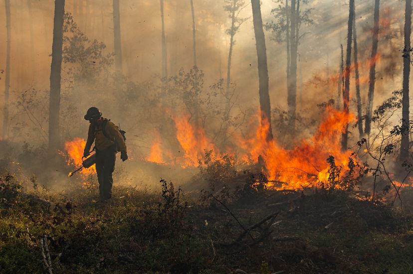 A firefighter lights a controlled burn in a forest.