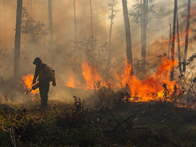 A firefighter lights a controlled burn in a forest.