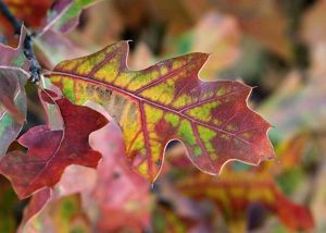 A red oak leaf.