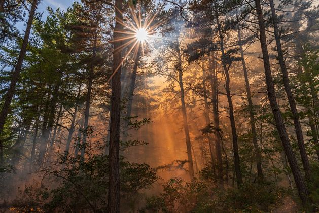 A view into a smokey pine forest containing a small flame which is creating an orange glow through the trees.