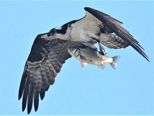 A large hawk with a white breast and dark wings extended in flight carrying a foot-long, silver-scaled fish in its talons.