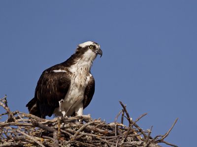 An adult osprey is perched on the edge of its nest.