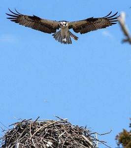 A bird with a white head flies towards a nest.