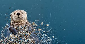 Sea otter with microfiber pollution in the ocean generated by AI.
