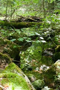 A beaver lodge on a stream in the woods.