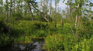 A lush, green, wetland.