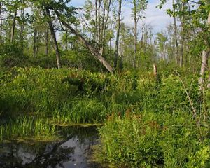 wetland