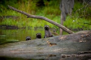 River otters peering over log.