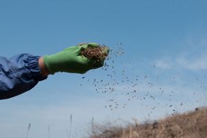 A gloved hand releasing seeds into the air.