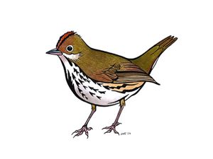 An illustration of an Ovenbird.