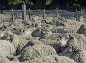 Ovejas en un corral en la Patagonia.