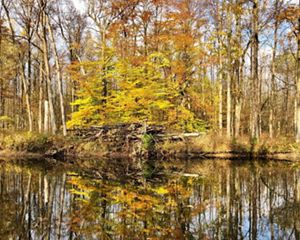 View across a river with fall-colored trees on a shoreline being reflected in the water.