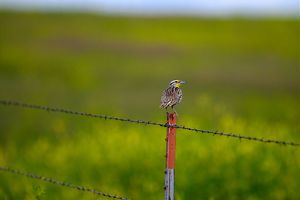 A meadowlark perched on a fence post.
