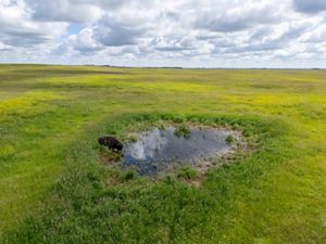 A bison drinking water from a pond.