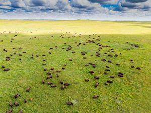 Aerial view of dozens of bison in the prairie.