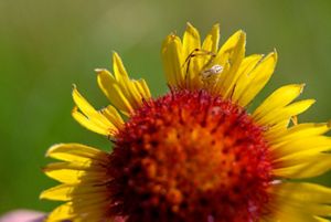 A spider on a yellow flower.