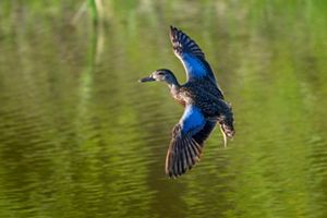 A blue winged teal in flight above a pond.