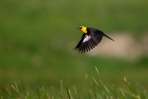 A black and yellow bird in flight in the prairie.
