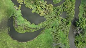 Aerial view of an oxbow surround by a green field.