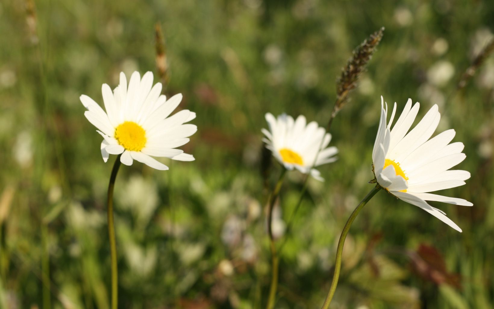Three small white daisies with yellow centers.