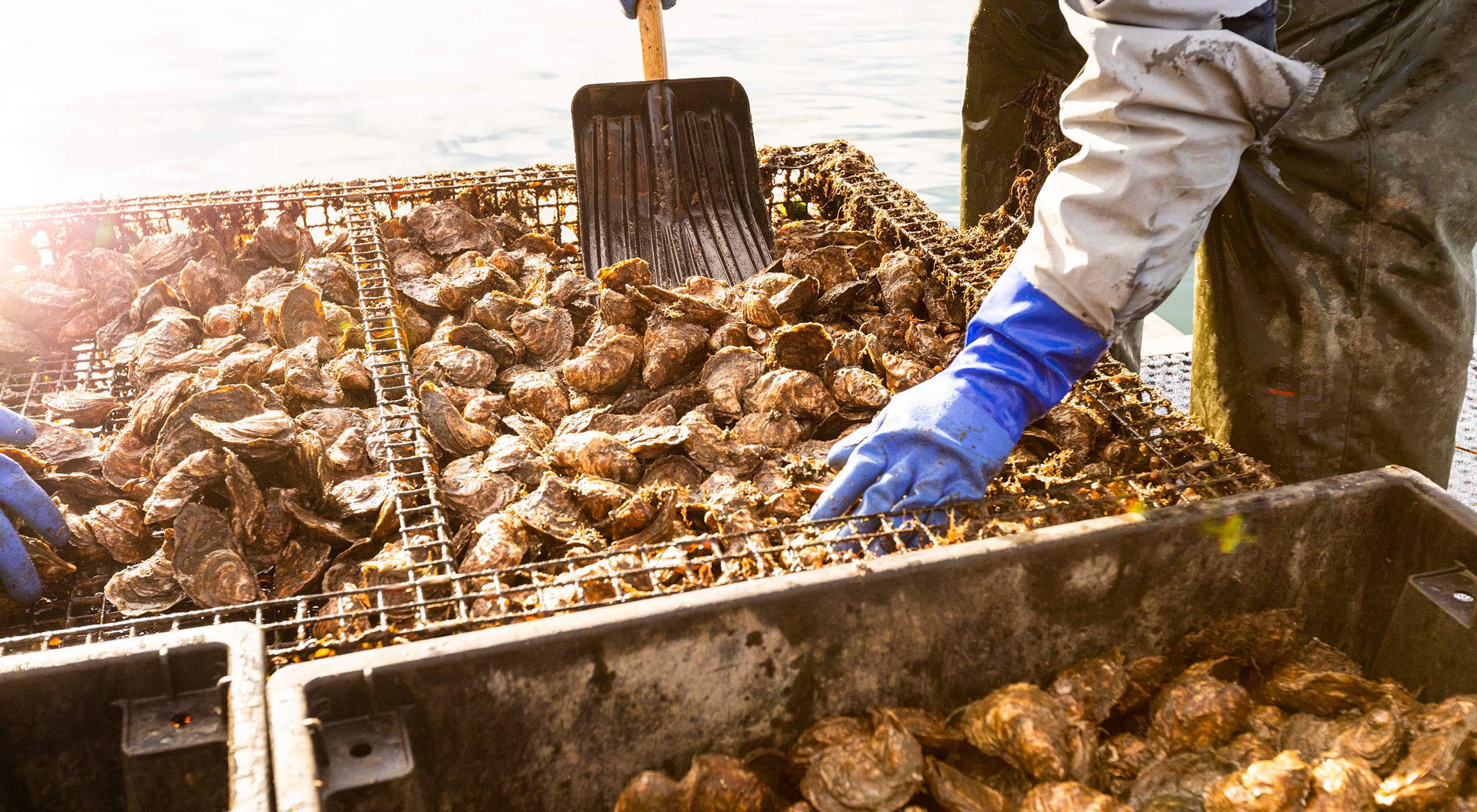 A person scoops up oysters from their cages.