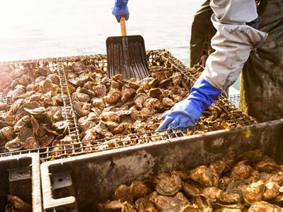 Close up of a person shoveling oysters from cages.