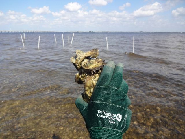Man holding an oyster at Pensacola Bay.