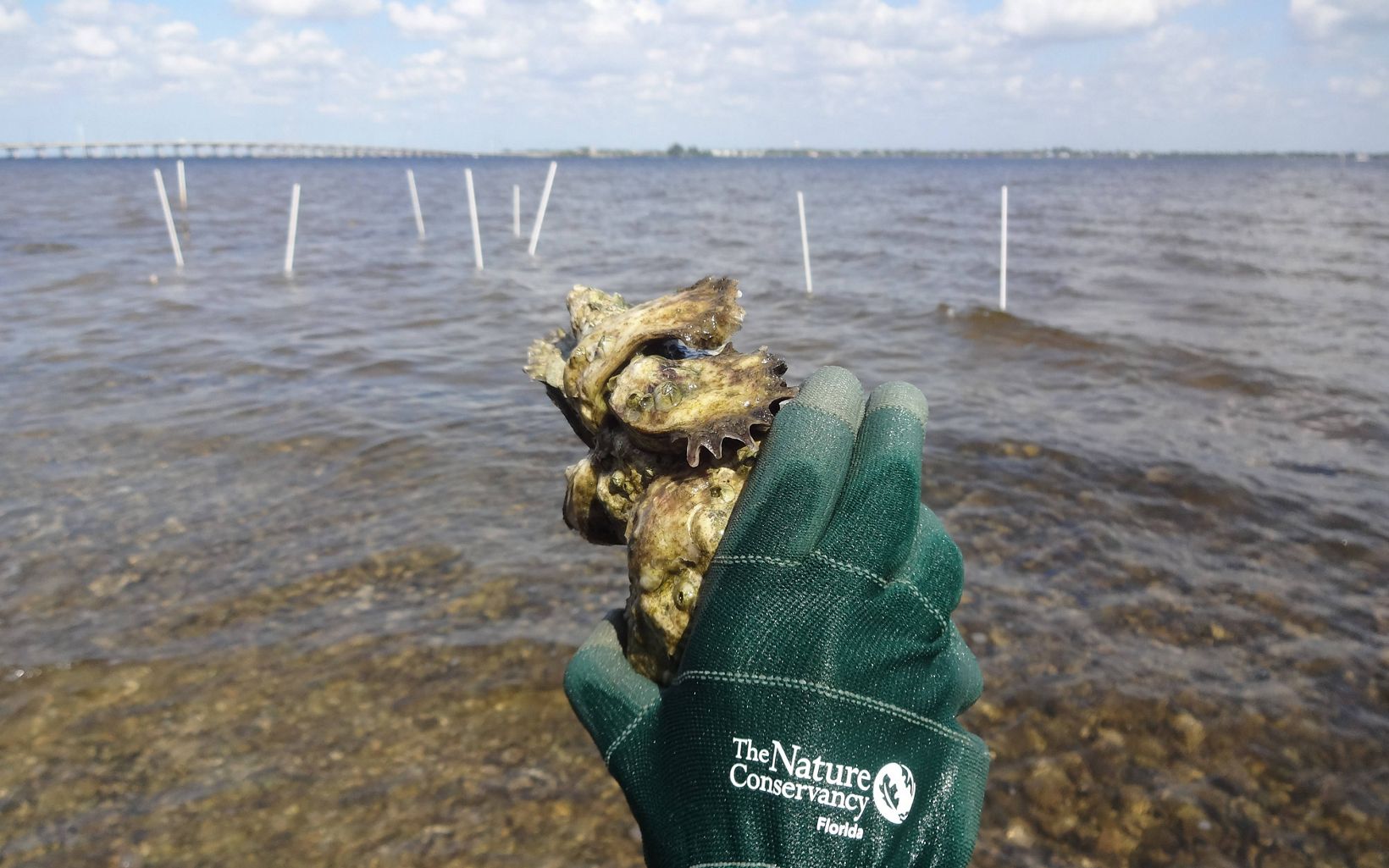 Gloved hand holding an oyster.