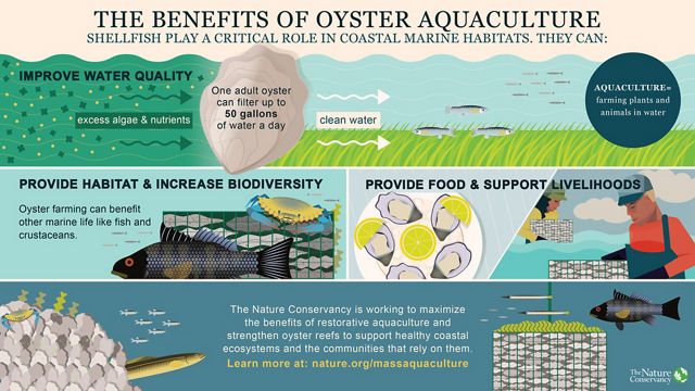 Brightly colored infographic that shares the benefits of oyster aquaculture: improving water quality, providing habitat, increasing biodiversity, providing food and supporting livelihoods.