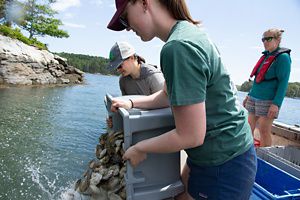 Two women in hats dump a large gray tote filled with oyster shells into water on a sunny day.