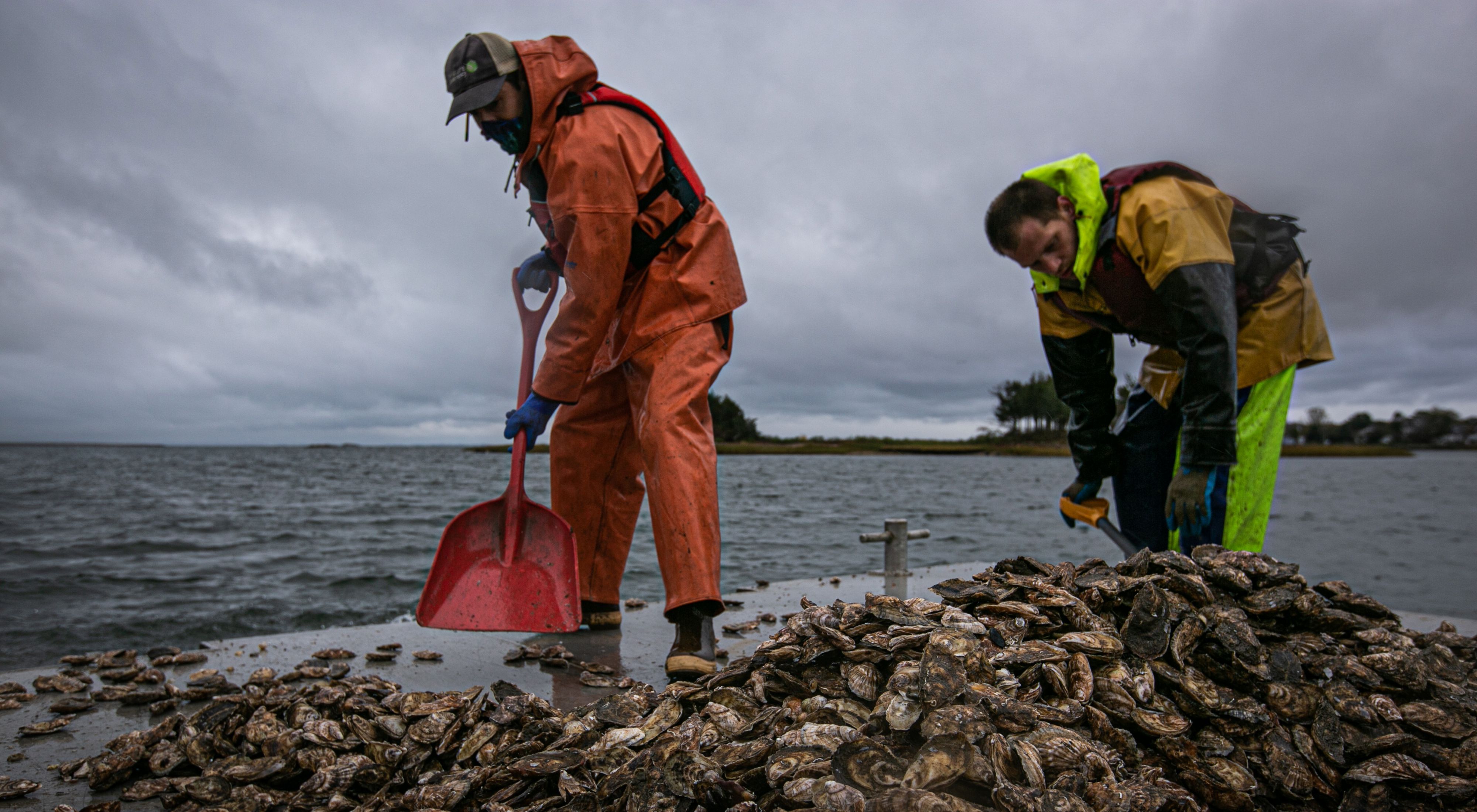 Two people adding repurposed oysters into the waters of a restoration site on the coast of Massachusetts