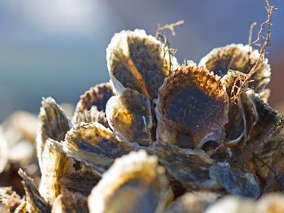 A closeup of oysters growing in a reef underwater.