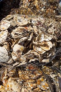 bags of oyster shell in the sun